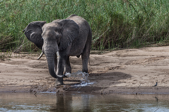 African Elephant