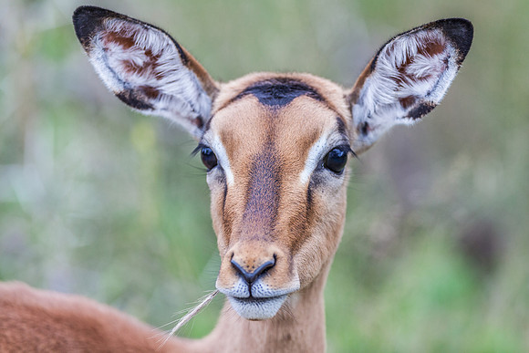 Impala