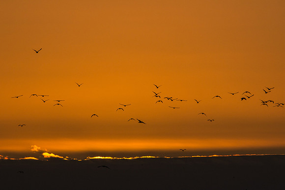 Seabirds, Kaikoura, New Zealand
