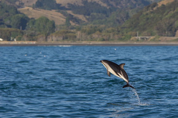 Dusky Dolphin, Kaikoura, New Zealand