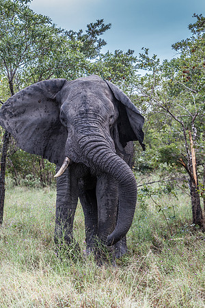 African Elephant