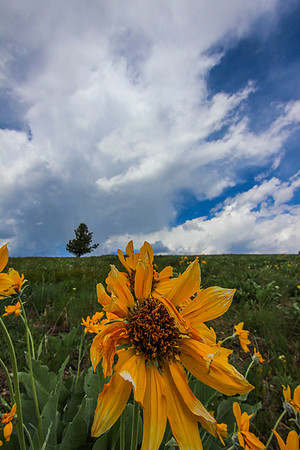Arrowleaf Balsamroot Flowers in the Sapphire Mountains, Montana