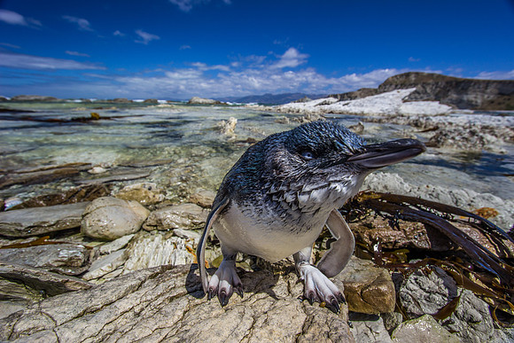 Little (Blue) Penguin, Kaikoura Peninsula, New Zealand