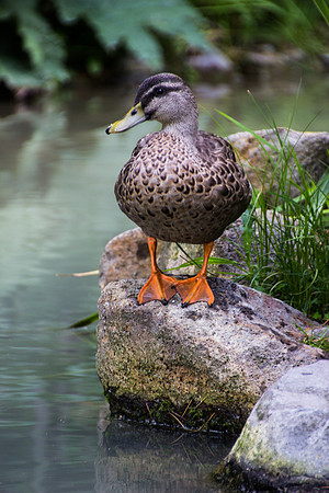 Duck, Christchurch, New Zealand