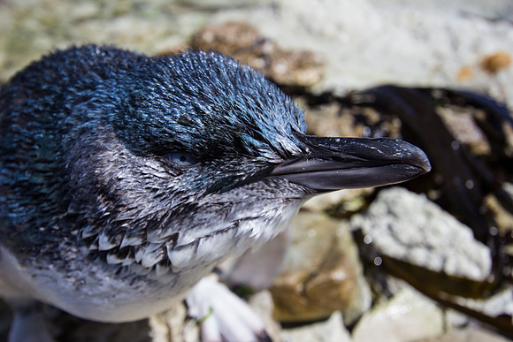 Little (Blue) Penguin, Kaikoura Peninsula, New Zealand
