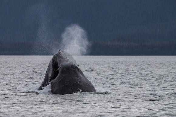 Humpback Whale