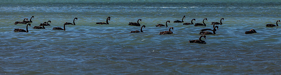Black Swans
