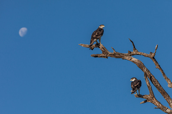 African Hawk-Eagle
