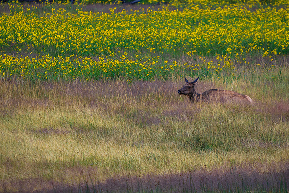 Cow Elk