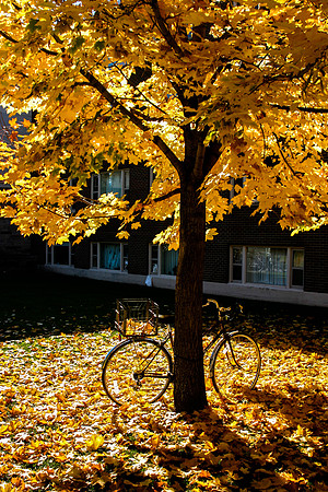 Bicycle in the Fall