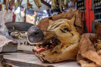 Pig Head