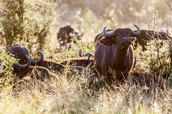 Water Buffalo
