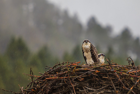 Osprey Nest