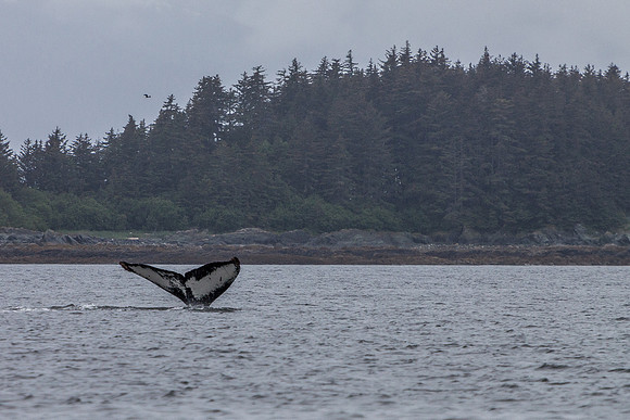 Humpback Whale