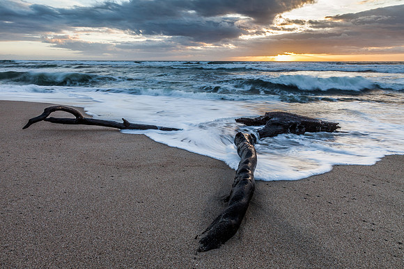 Driftwood