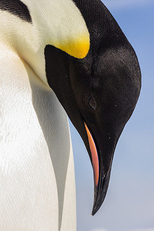 Emperor Penguin, Antarctica