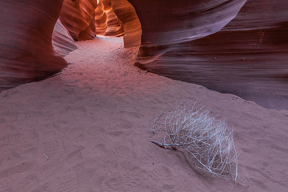 Canyon Tumbleweed