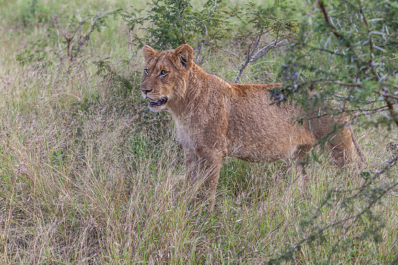 Lion
