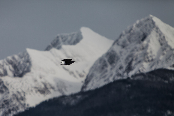 Mountain Flight