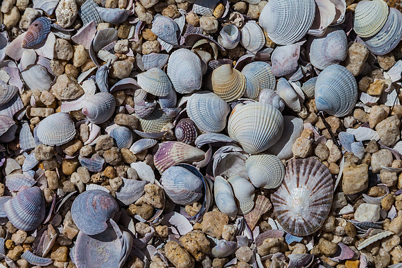 Shells