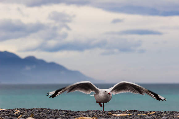 Seabird Practicing Yoga near Kaikoura, New Zealand