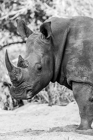 White Rhino
