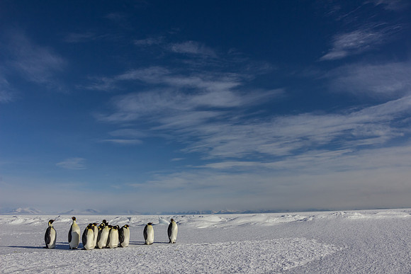 A Group of Emperor Penguins on the Sea Ice in McMurdo Sound