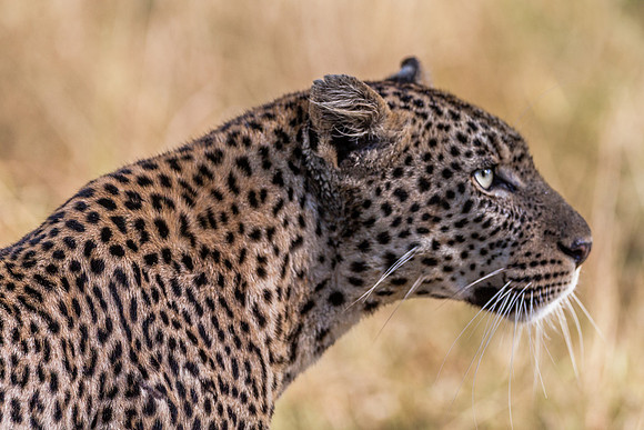 Curious Leopard