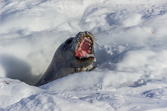 Weddell Seal, McMurdo Sound, Antarctica