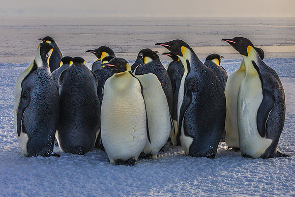 Emperor Penguins