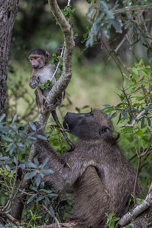 Chacma Baboon