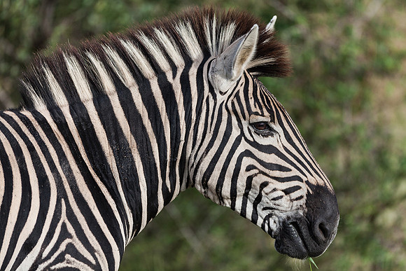 Burchell's Zebra