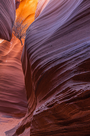 Canyon Tumbleweed