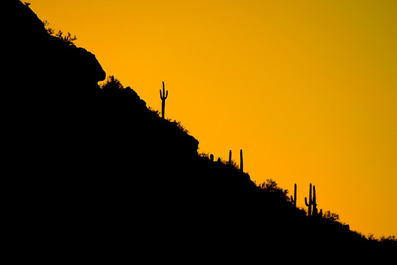 Saguaro Cactus in the Arizona Desert