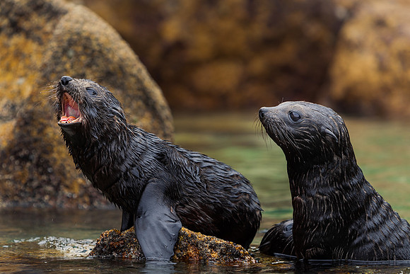 Baby Fur Seals