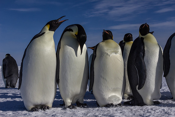 Emperor Penguins, Antarctica