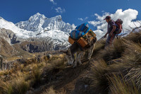 Donkey in the Andes