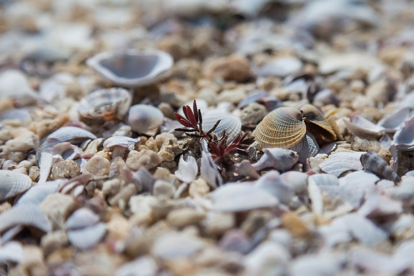 Beach Life