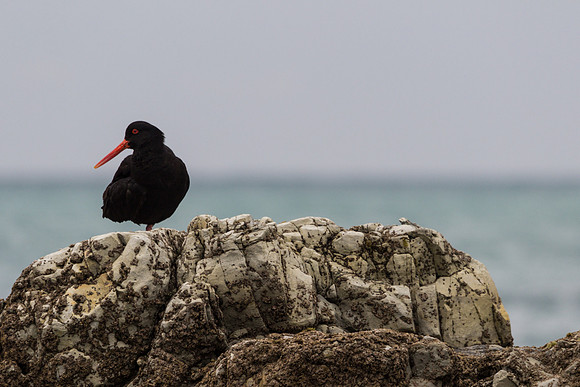 Oystercatcher Rests on One Leg in New Zealand