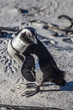 African Penguin