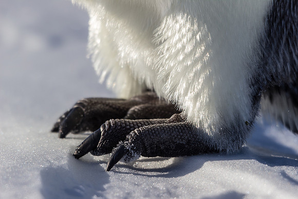 Emperor Penguin Feet, McMurdo Sound, Antarctica