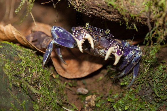 Purple Land Crab