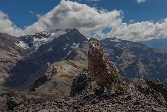 Curious Kea