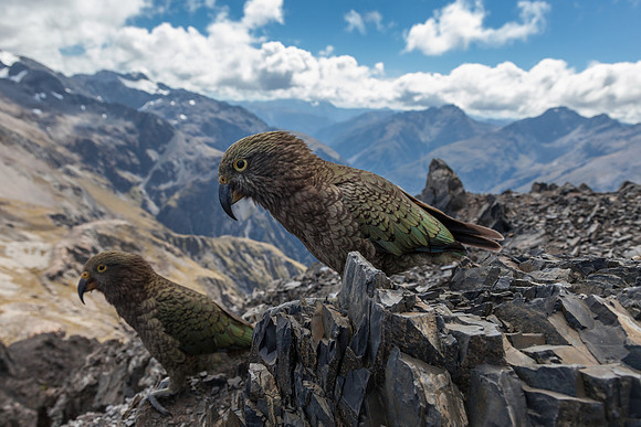 Alpine Parrot