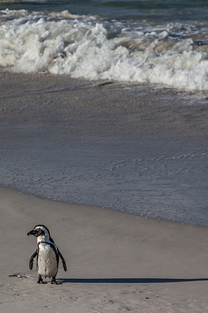African Penguin