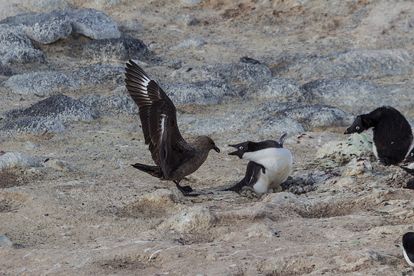 Skua and Adelie Penguins