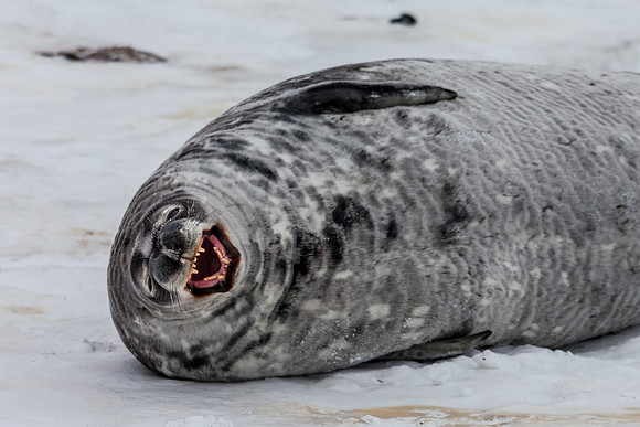 Weddell Seal Snarl