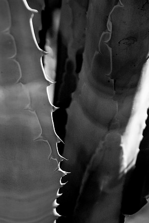 Agave Plant