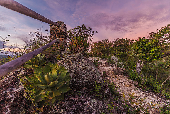 Jungle Sunrise