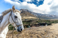 Horse in Peru